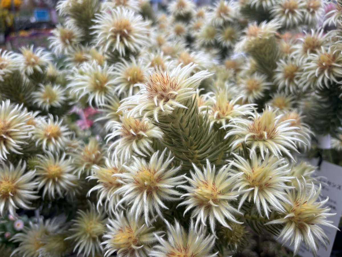 gfkanazawa's tweet photo. フィリカプベッセンスワフトフェザー
ふわふわの花が咲いてます○ https://t.co/RXiN4MsZG4