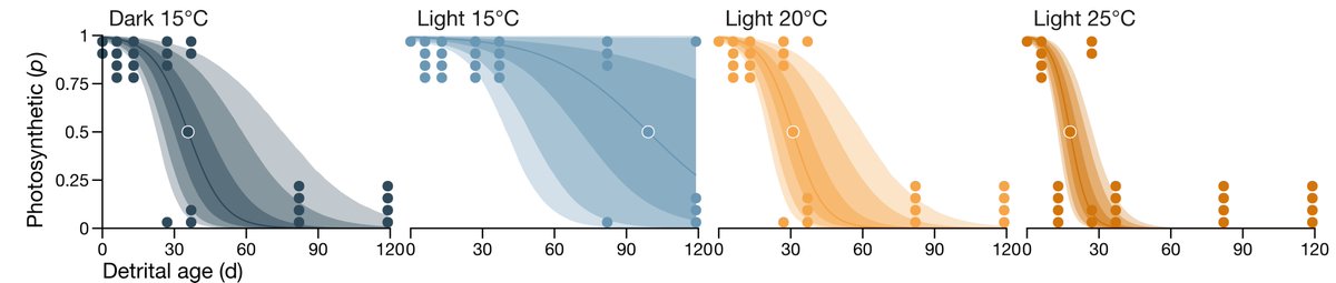 Happy to share my first PhD publication in @AnnBot. We found that detrital photosynthesis is a key determinant of #kelp detrital dynamics and is more sensitive to elevated temperature than expected: doi.org/10.1093/aob/mc…. @BiolSci_UWA @UWAOceans @ForrestResearch