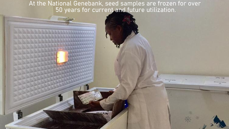 Kindly visit us  on pgrc.go.ug #pgrc #plantgenetic #research2024 #genebank