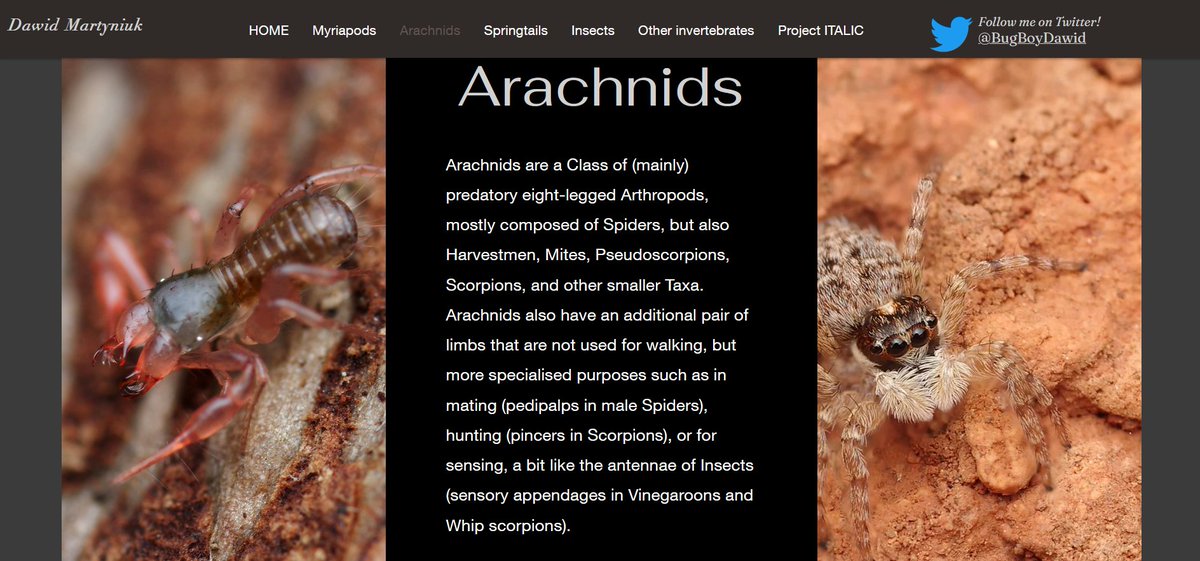 !New Section on Arachnids Added! I have now finished the Arachnid section of my website, please do have a look! Featuring various Spiders, Harvestmen, Pseudoscorpions, and bizarre Mites.
dawidmartyniuk.com