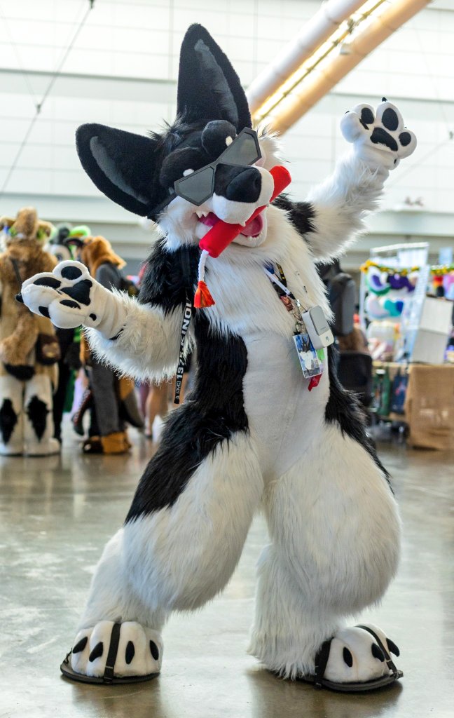 RockySheperd's tweet photo. RockySheperd's 50 Favorite @MoreFurLess Fursuiters
❤❤TOP 10❤❤

#6- @shadow_d_husky 

📷: @chipiofur https://t.co/2Cmft0a9Yr
