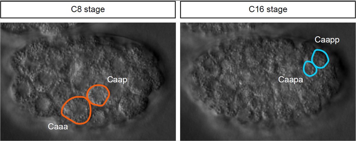 Richard Poole's lab's new paper 'propose[s] the concomitant regulation of neural fate & cell size as a general mechanism to ensure adequate neuronal size during C. elegans embryonic development, where cell growth mechanisms do not operate”. #Biology journals.biologists.com/dev/article/15…