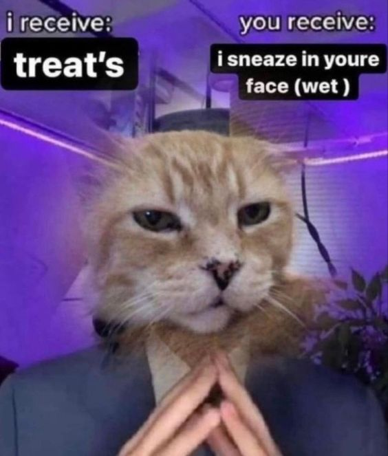 Memes to Show Your Cat (@showyourcat) on Twitter photo 