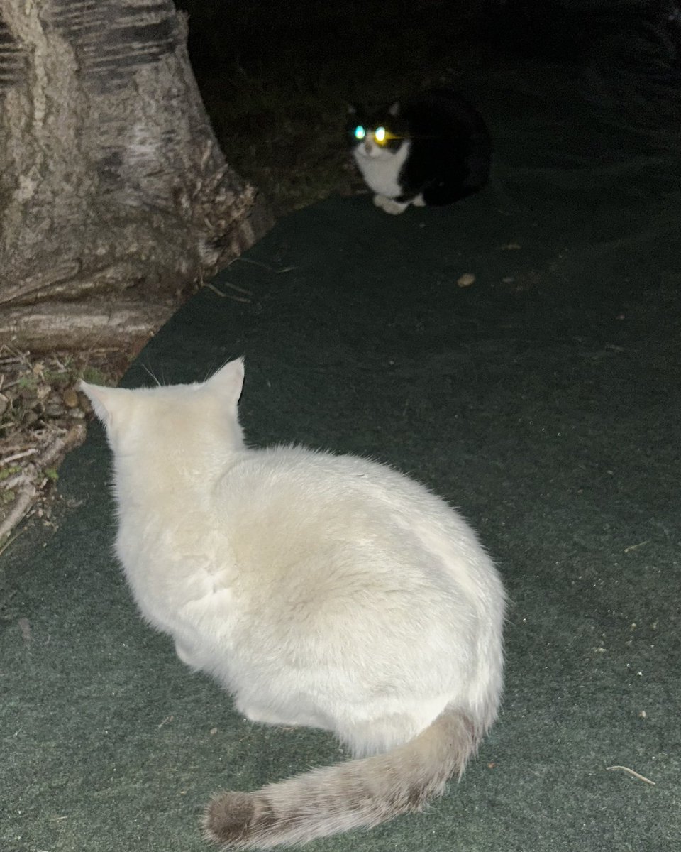 seisakuno_o's tweet photo. 今3℃、寒い！今夜のアイルー村は
たまに現れるハチワレVSパンチ🐈
妖怪ヒモ食いと紐引き🐈
シロ美さんの不在は続く🐈
の3本です😆 https://t.co/ax0vuB43kz