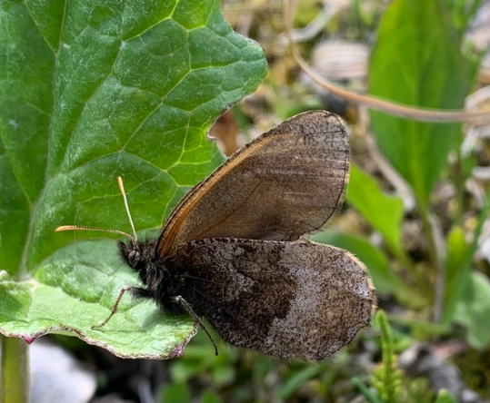 I''m very proud of this work that is out now in @GlobalChangeBio - rising minimum temperatures due to #ClimateChange are negatively impacting cold-adapted North American #butterflies. 🦋🧊🌲 doi.org/10.1111/gcb.17… (Pictured: Oeneis polixenes - Yukon 2019)