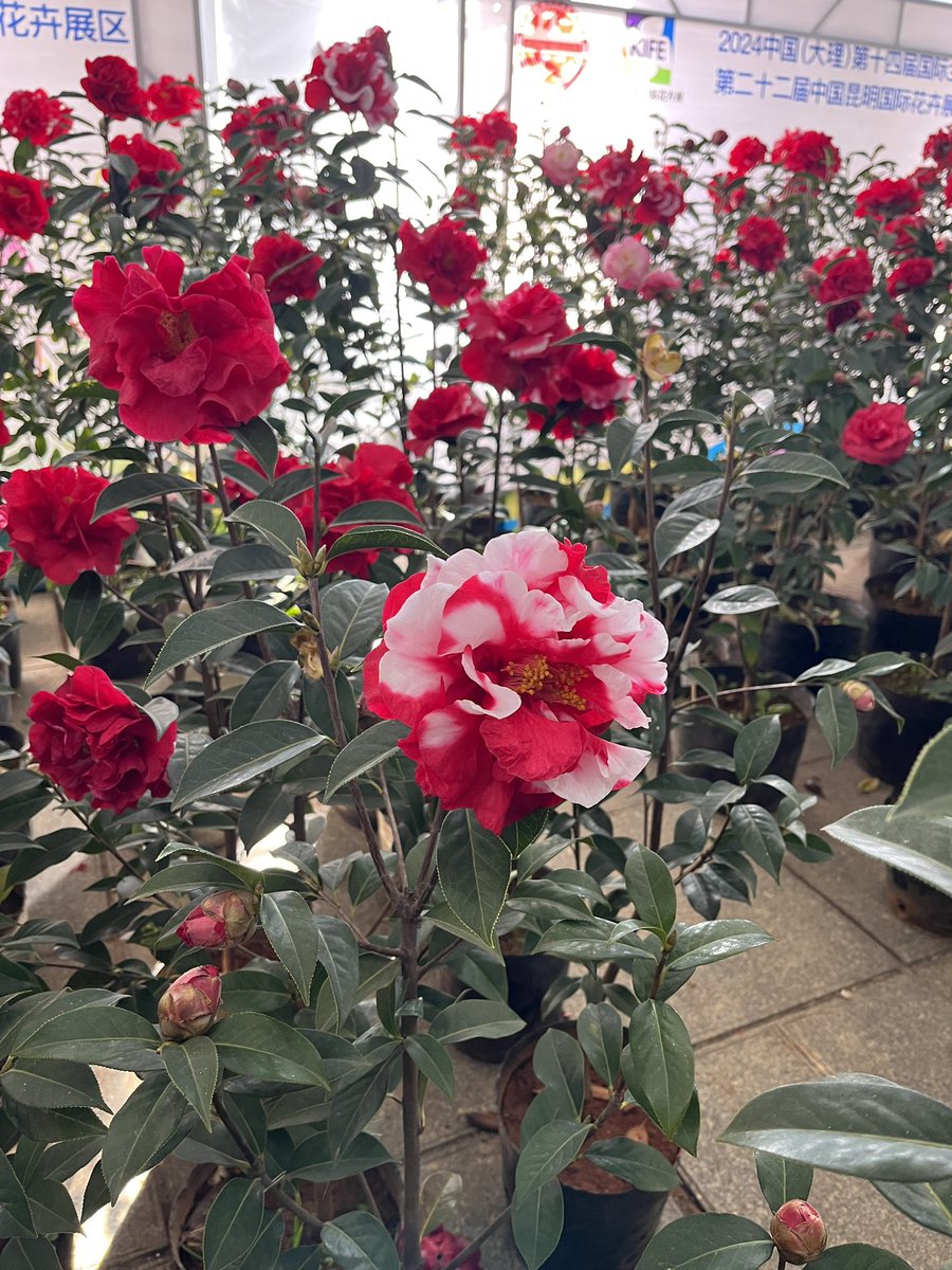 春暖人勤，茶花正艳！