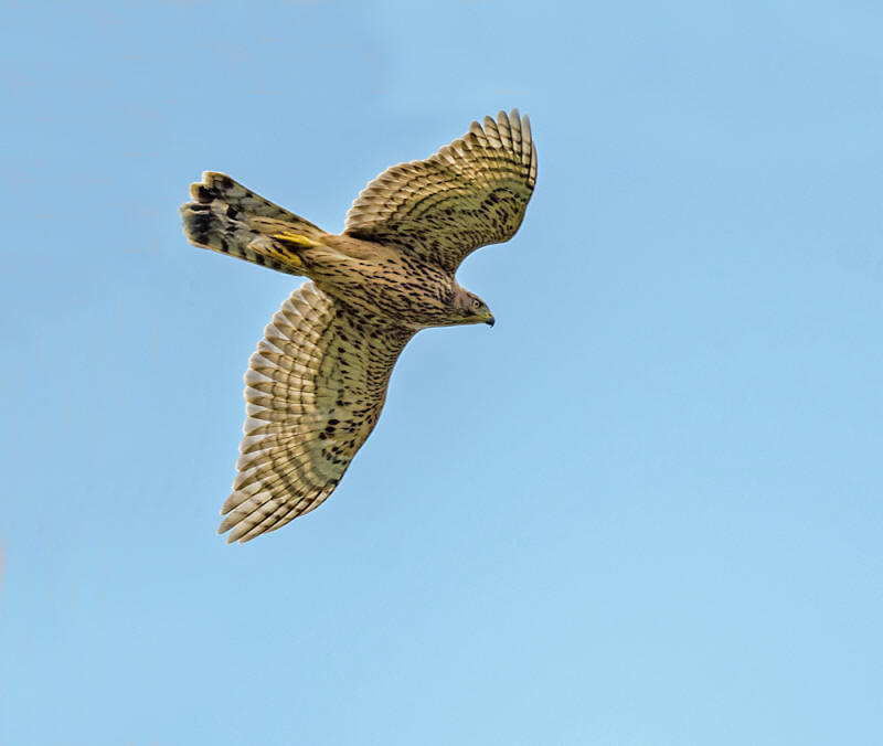 February 21st - 25th: HIGHLIGHTS: Black Redstart (2), Goosander, Goshawk, Red Kite, Short-eared Owl. Visit: thebirdsofsouthgloucestershire.co.uk 📸 Paul Sadley