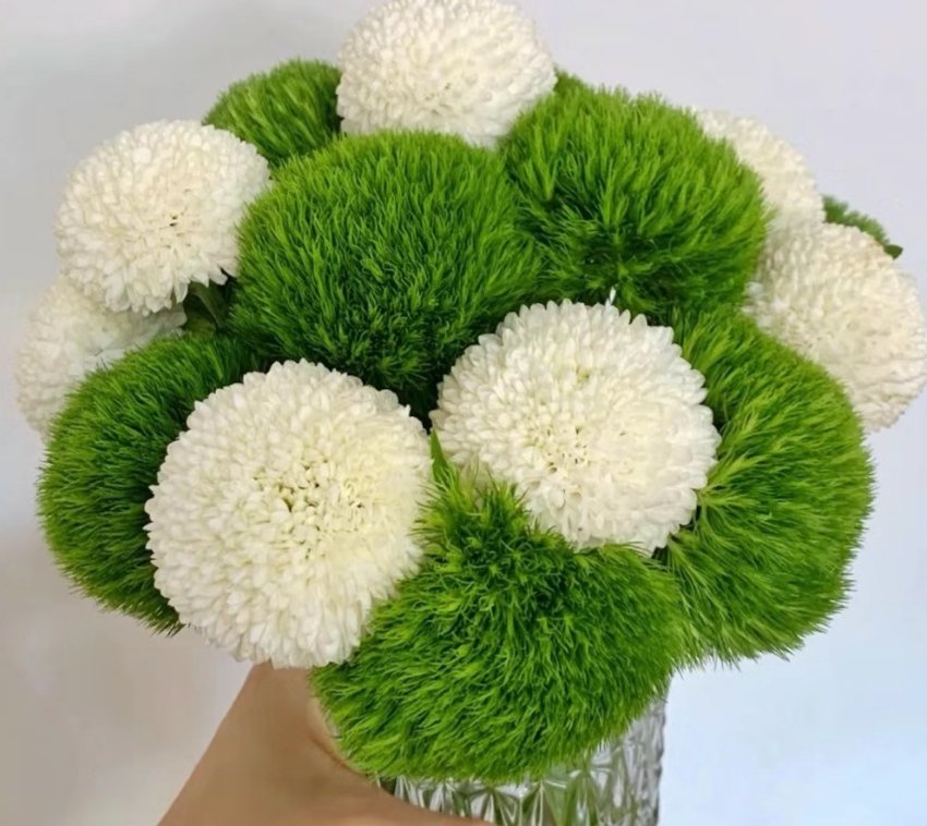 Green tick 
Flower language: pure love, hope, boldness