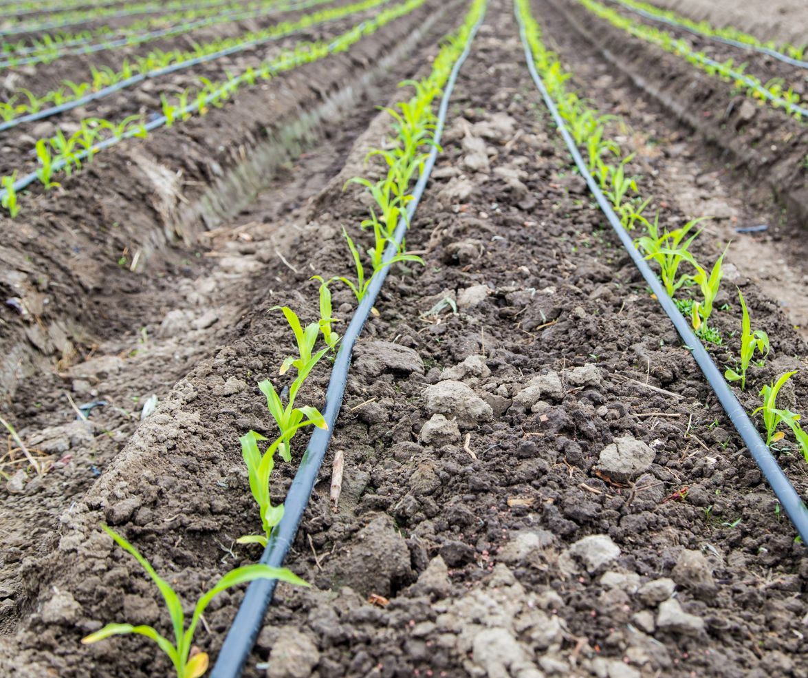 Què cal tenir en compte abans d'instal·lar un sistema de reg per degoteig a l'hort, al jardí o al camp? 
+ INFO 👉🏼bit.ly/3uLuGxo
#reg #gotaagota #regautomatic #saiga #saigaterraiaigua