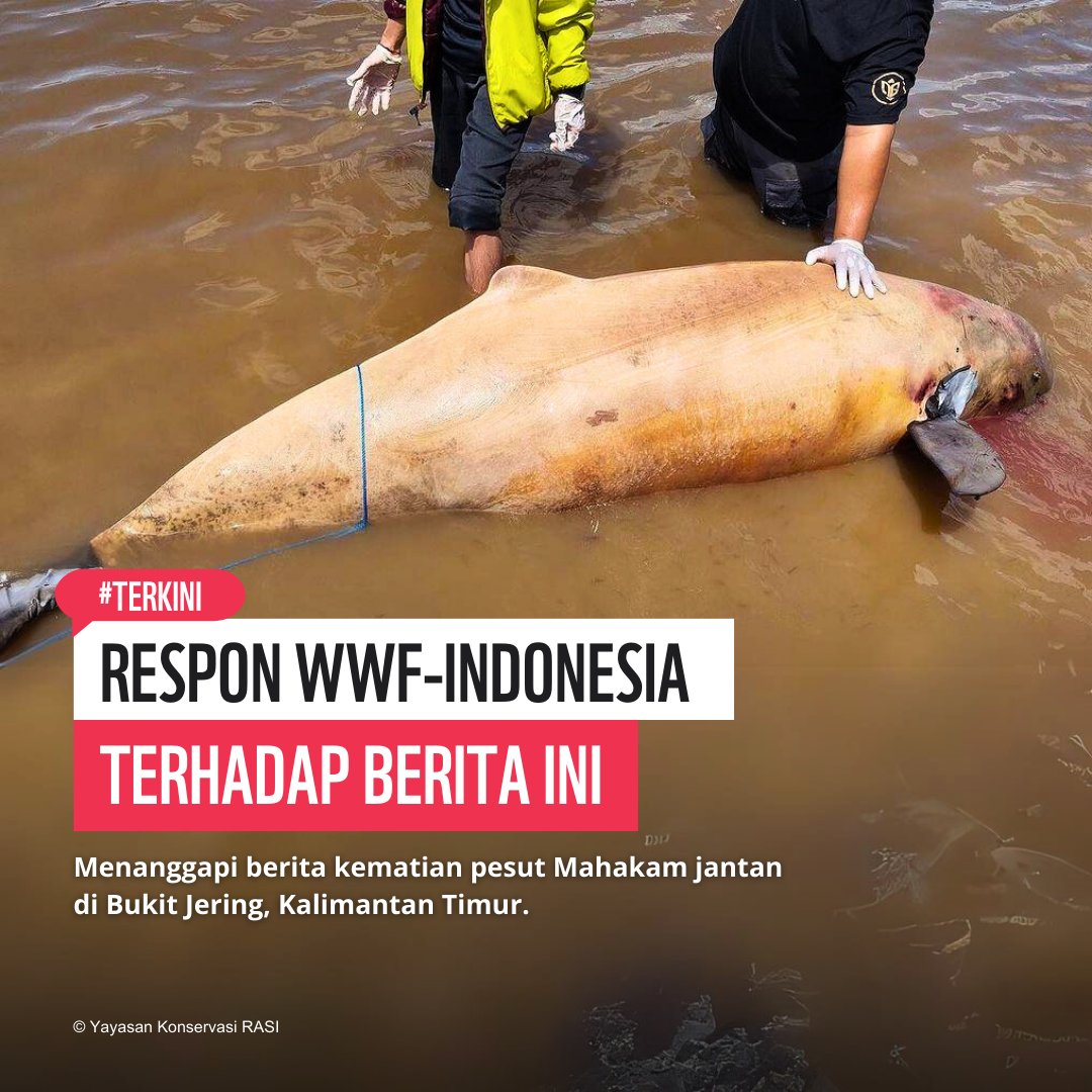 WWF-Indonesia prihatin atas kematian seekor #Pesut Mahakam (Orcaella brevirostris) berkelamin jantan dewasa yang ditemukan di perairan Bukit Jering, Kalimantan Timur pada tanggal 25 Februari 2024.