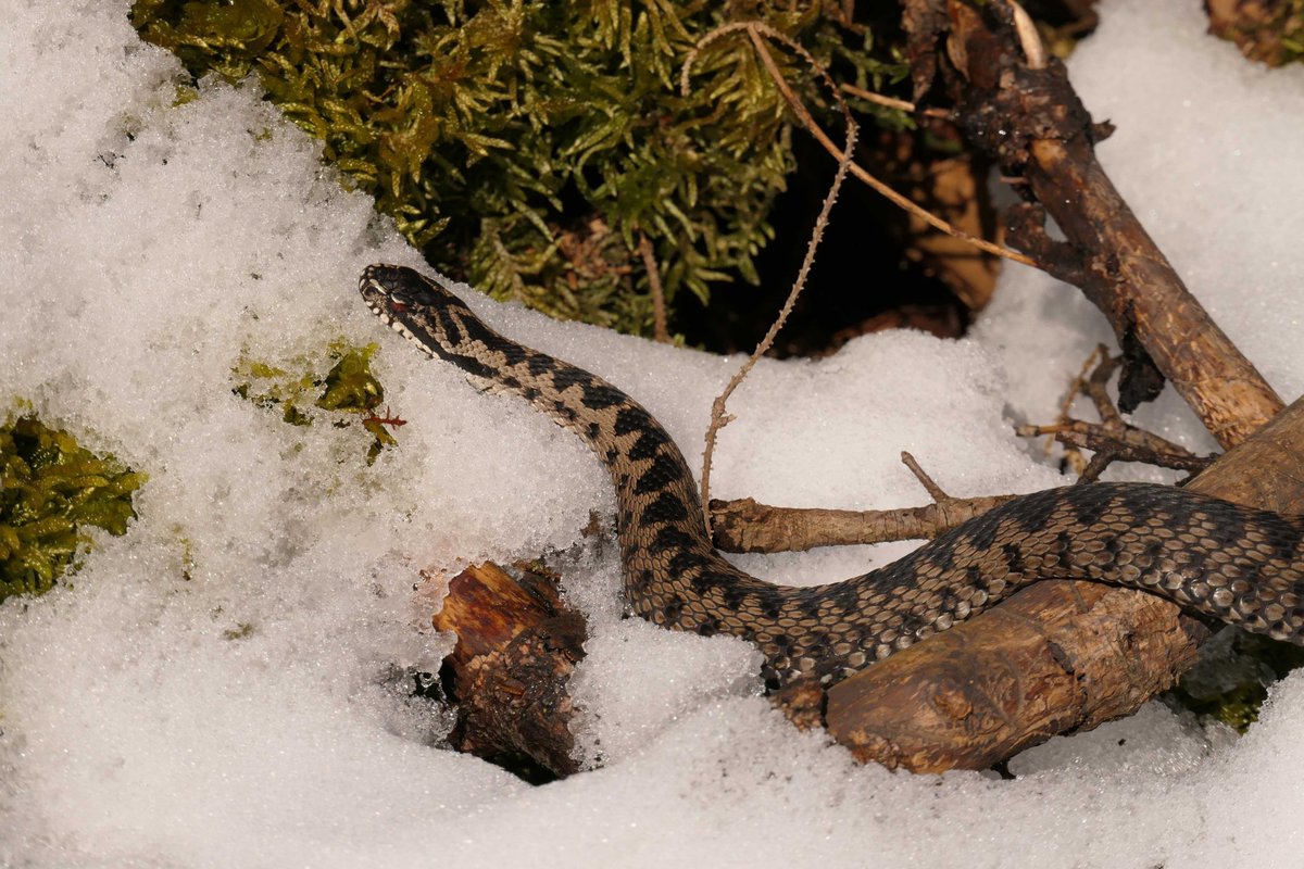 VIPERA e.V. tweet media