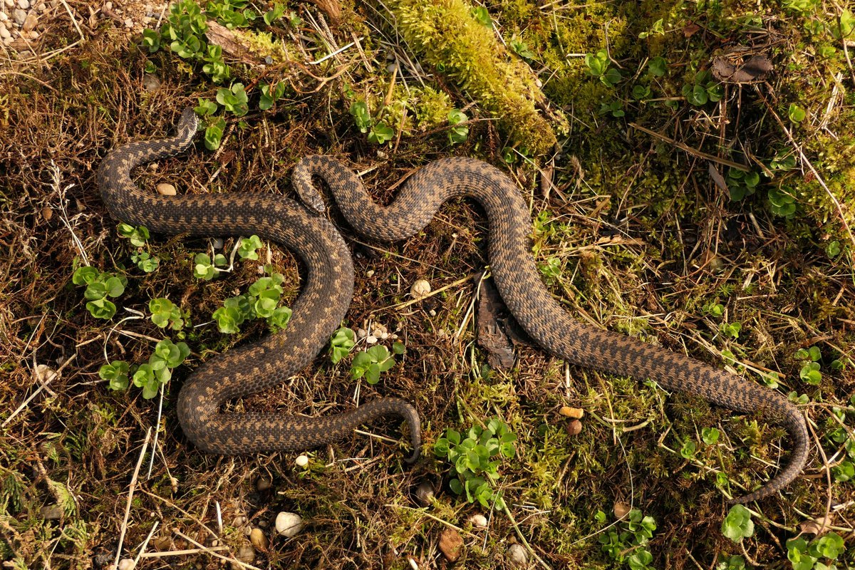 VIPERA e.V. tweet media