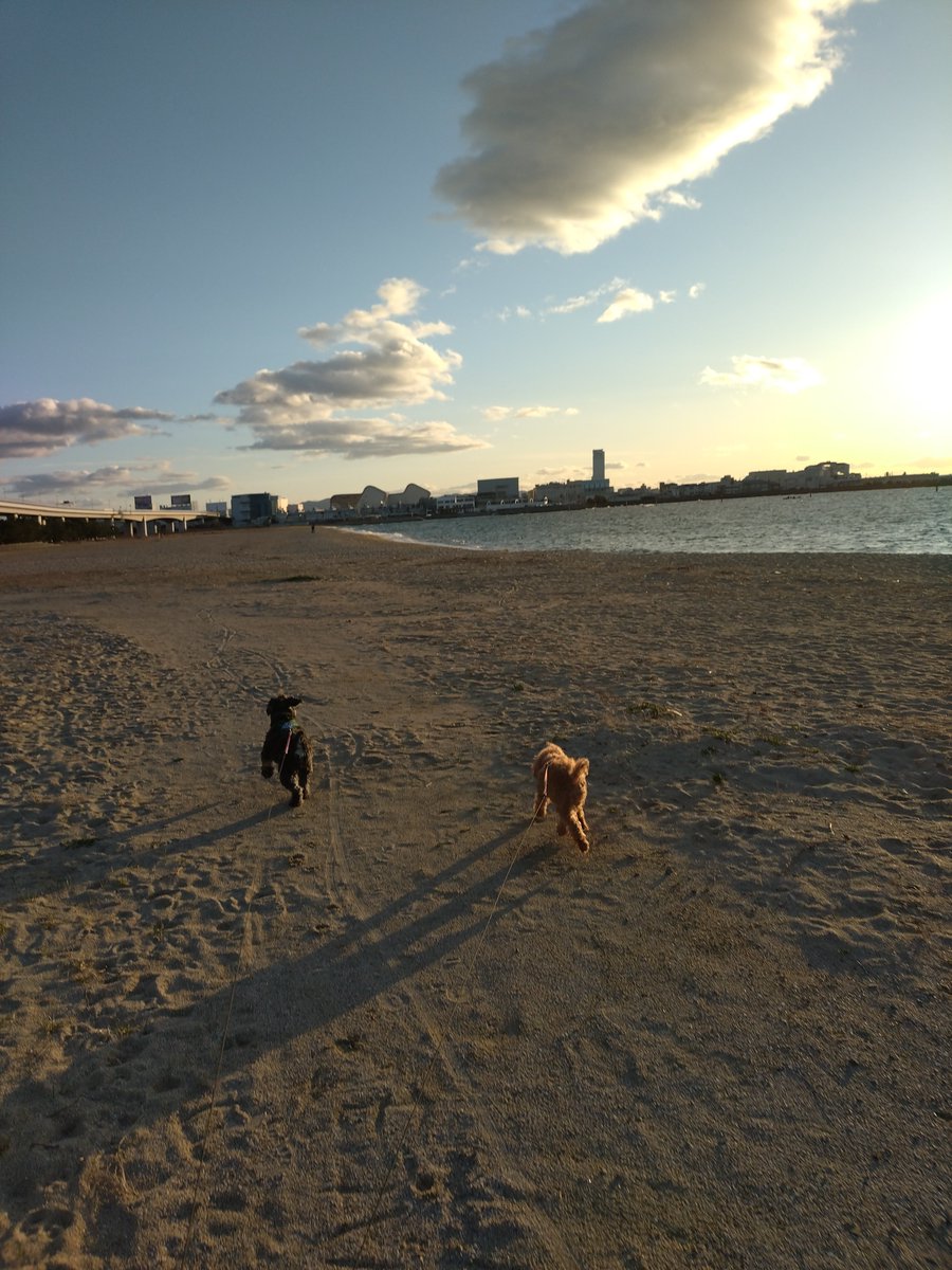 lavender0909's tweet photo. いいお天気やったけど浜の空気が冷たすぎて私はブルブル🥶
でも寒いのが大好きなワンズはハイテンションでついていくのが大変過ぎるよ〜💦 https://t.co/plbaVkRRIN
