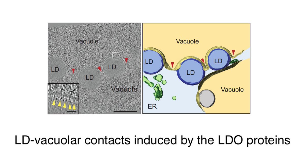 Now @MariaBohnert & team (Muenster) show LDO proteins (yeast homologs of promethin) are the lipid droplet components of the bridge to the vacuole They also show Ldo45 (not Ldo16) binds the lanosterol/PI transfer protein Pdr16 (=Sfh3) + see parallel paper:cell.com/developmental-…