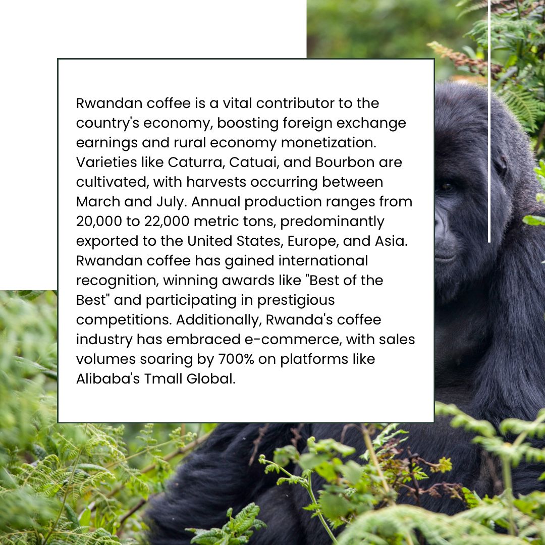 ibtcrwanda's tweet photo. Let’s dive in this start of the week into Rwandas coffee sector which is one of the highest economic contributor.

#rwandacoffeee  #rwandacoffeeexport #visitrwanda🇷🇼 #visitrwanda_now #kigalirwanda #kigalicoffee #coffee #baristadaily #rwandaeconomy https://t.co/OOY78LUSJO