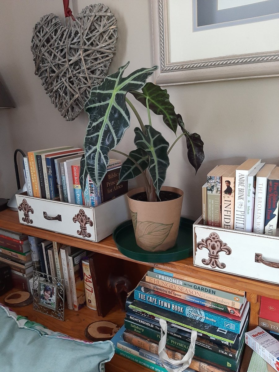 caring4theearth's tweet image. My new Alocasia plant #ElephantEar