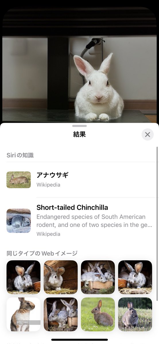 うさぎの種類