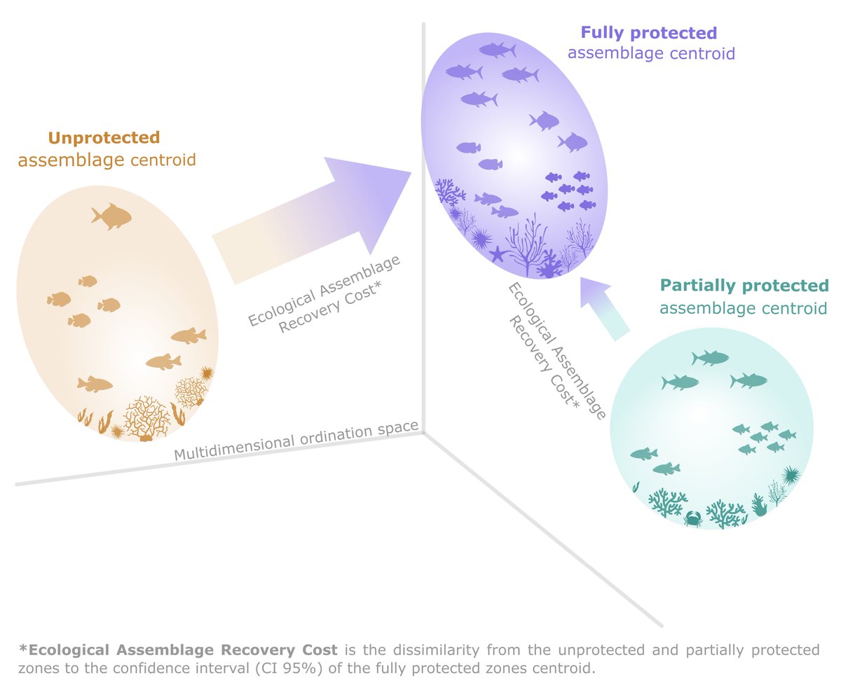 🚨Paper Alert🚨 A novel metric for estimating the #resilience of biological communities in Marine Protected Areas 🐟🐠🌱🦀🐙 👇👇👇 onlinelibrary.wiley.com/doi/10.1002/aq… @JosuAlday @bibici_usc @cretus_usc @UniversidadeUSC @UniBarcelona @ReefLifeSurvey #CabodeGata #TemperateRockyReefs