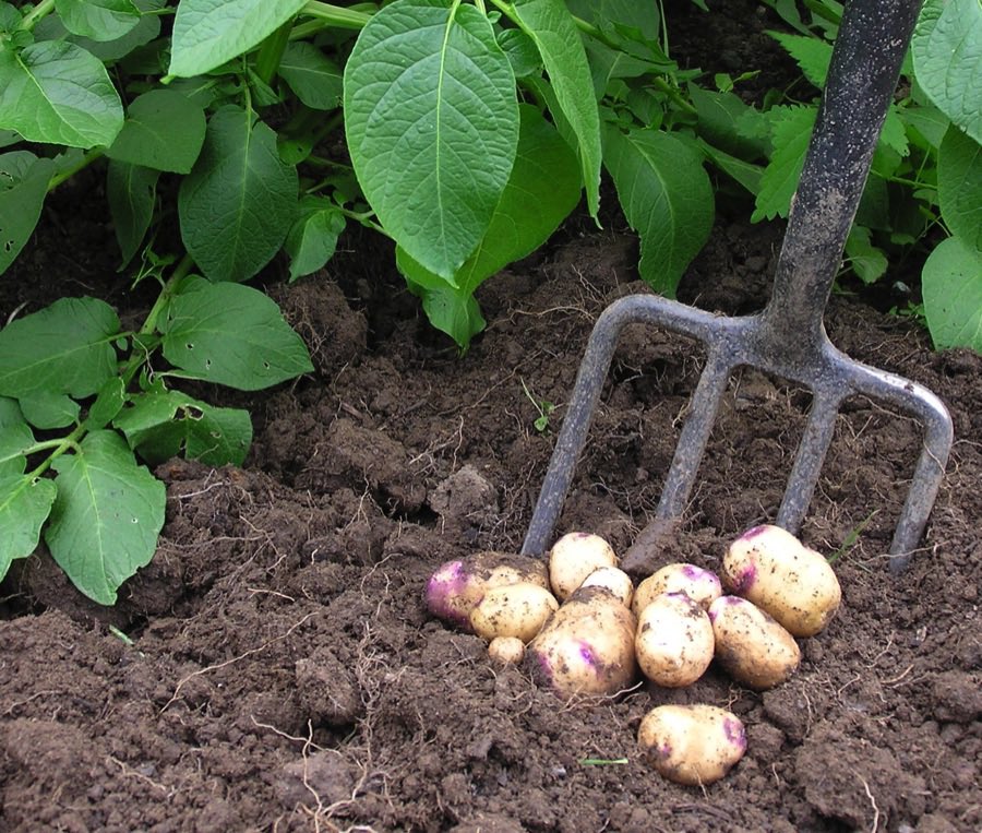 LGSpace's tweet image. Growing your own veg can cut your carbon footprint &amp;amp; save money. You can also enjoy healthy food that’s free from pesticides - and if you create a nature-friendly space, there are lots of beneficial insects that will help you! 🐞🐝🦋
Ideas here: bit.ly/3uSHGkM