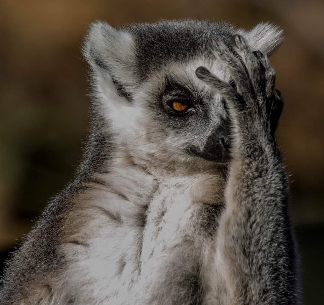 YorkshireWP's tweet photo. On Wednesdays, we wear pink... BUT on Mondays, Lemurs hit snooze 💕💤
#MeanGirls #LemursOfInstagram #RingtailedLemur
( 📸 : Kelly Booth ) https://t.co/xQ7ZcEXRT7