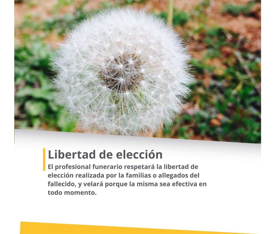 panasef's tweet photo. Decálogo del profesional #funerario
👇Libertad de elección https://t.co/aR5zPIzQ9K