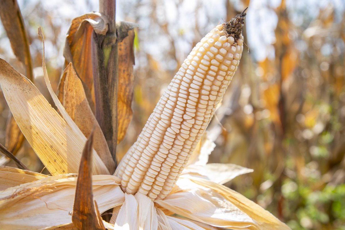 Rwanda Agriculture & Animal Resources Devpt Board tweet media