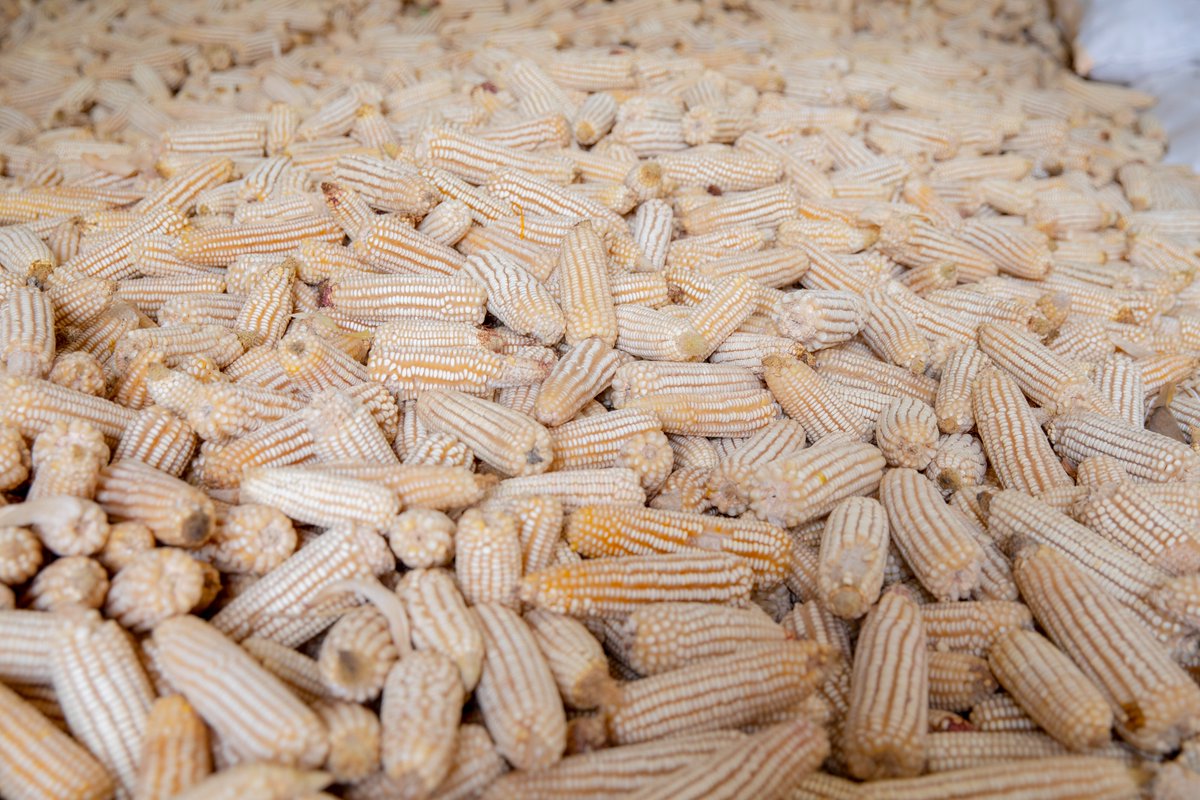 Rwanda Agriculture & Animal Resources Devpt Board tweet media