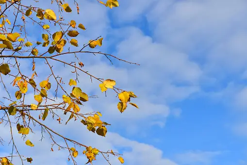 EmotionXpert's tweet photo. Boulevard Linden
Experience the captivating magnificence of Street Linden Trees . Walk around an overhang of rich plant life, embracing nature's tranquility. Find more at https://t.co/PFxfAGT6GB. 
#NatureRetreat #LindenTrees https://t.co/IFJfROvkxA