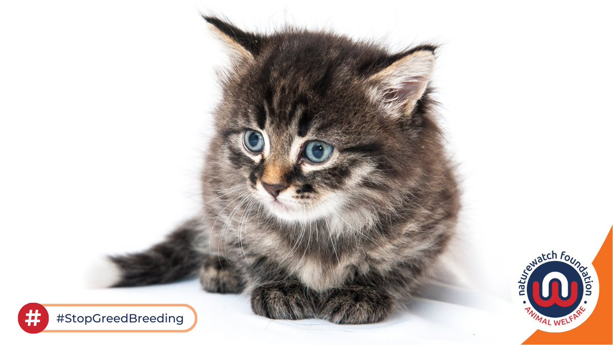 1/3 Some cats & rabbits are the results of accidental breeding. It’s why neutering's so important.

But there are also people who intentionally breed them. Some do it responsibly but others do it with no regard for their welfare.

Your help is crucial to help #StopGreedBreeding.