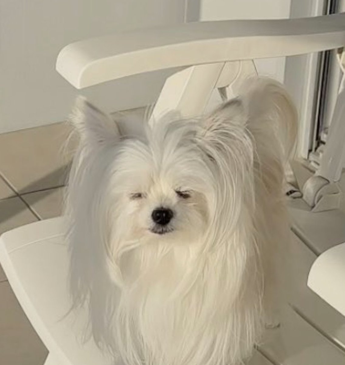 しょぼくれたフリーレンに似てると色々なところでコメントをもらったので見てみたら確かに似ている