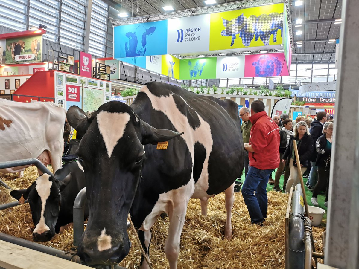 Ducasse Jaka, grande championne en 2023 au SIA à Paris, également championne en 2022 et 2023 à Aquitanima Bordeaux, remet son titre en jeu pour le Concours qui se tiendra aujourd'hui au Salon International de l'Agriculture à Paris ! Elle sera au Salon de Bordeaux du 18 au 26 mai.