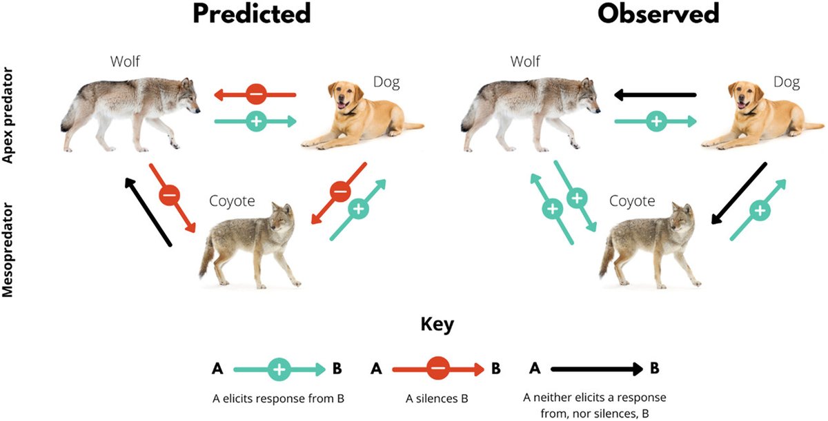 Not afraid of the big bad wolf: calls from large predators do not silence mesopredators nsojournals.onlinelibrary.wiley.com/doi/10.1002/wl… #wolves #dogs #coyotes @NordicOikos @WileyEcolEvol