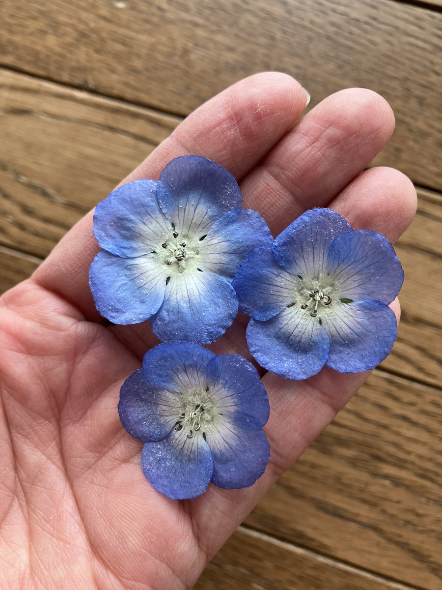 今年のネモフィラちゃんは異様にでっかい花が咲く株があります