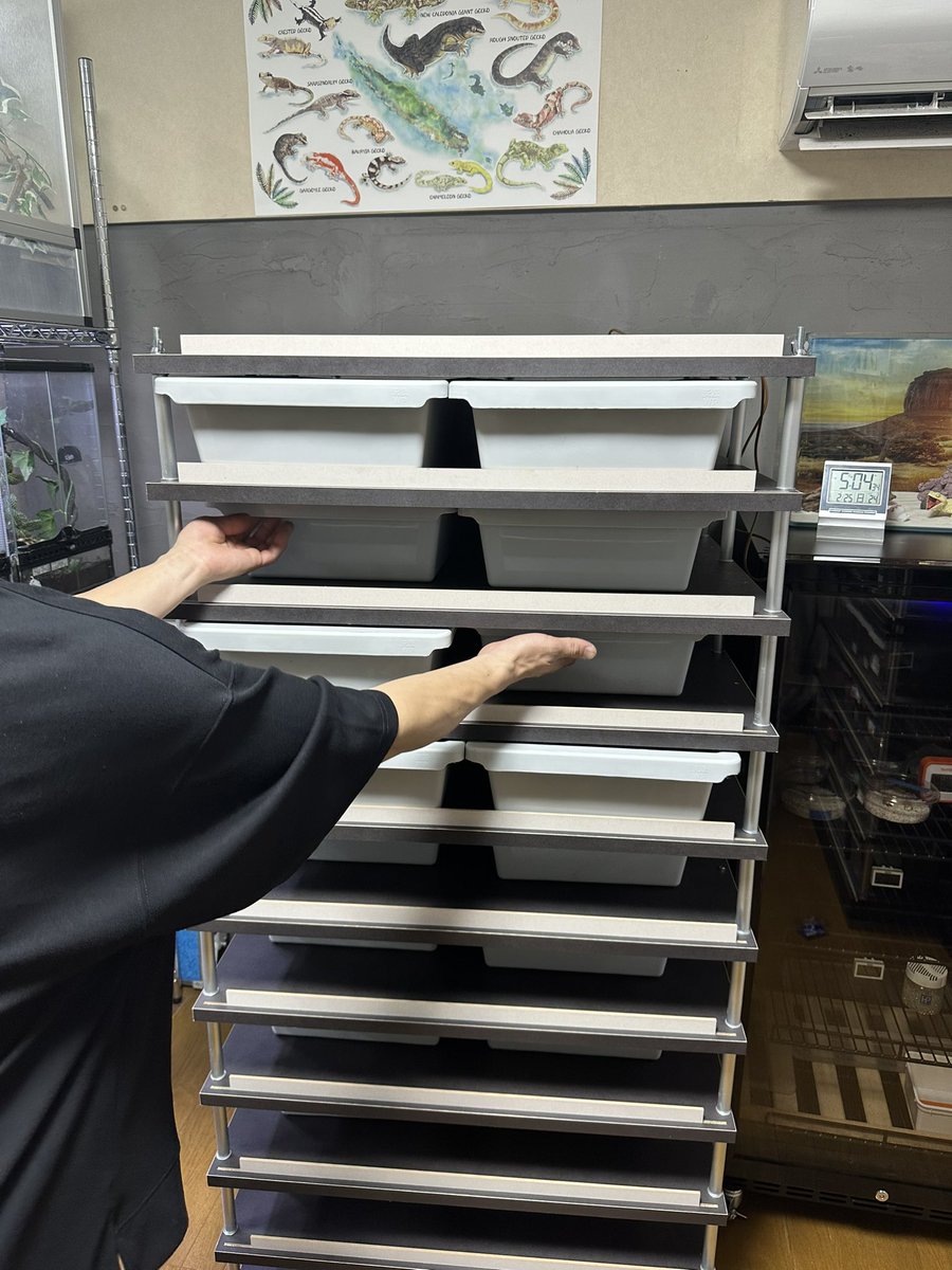 ゴロー【GORO's】爬虫類の専門家 on X