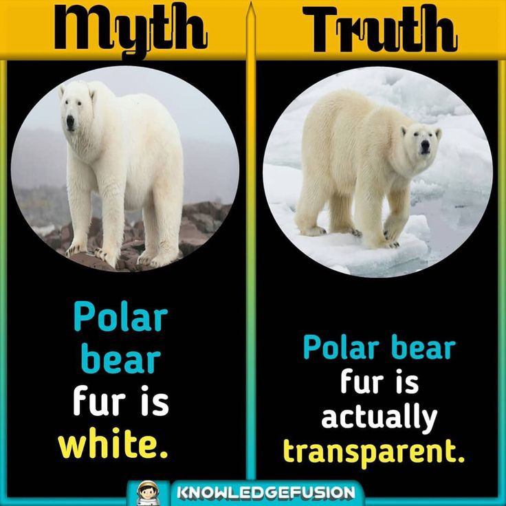 myths vs fact (@mythvsfact_) on Twitter photo 2024-02-26 10:33:59