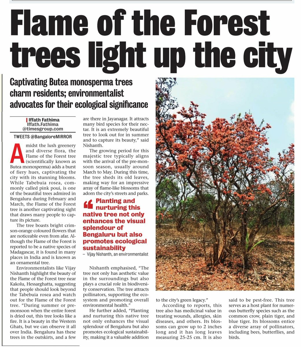 #Splendid ✨️💮....#Butea_monosperma #Bengaluru #Flameoftheforest.🍂#Summer.
@BBMPAdmn @BBMPCOMM @