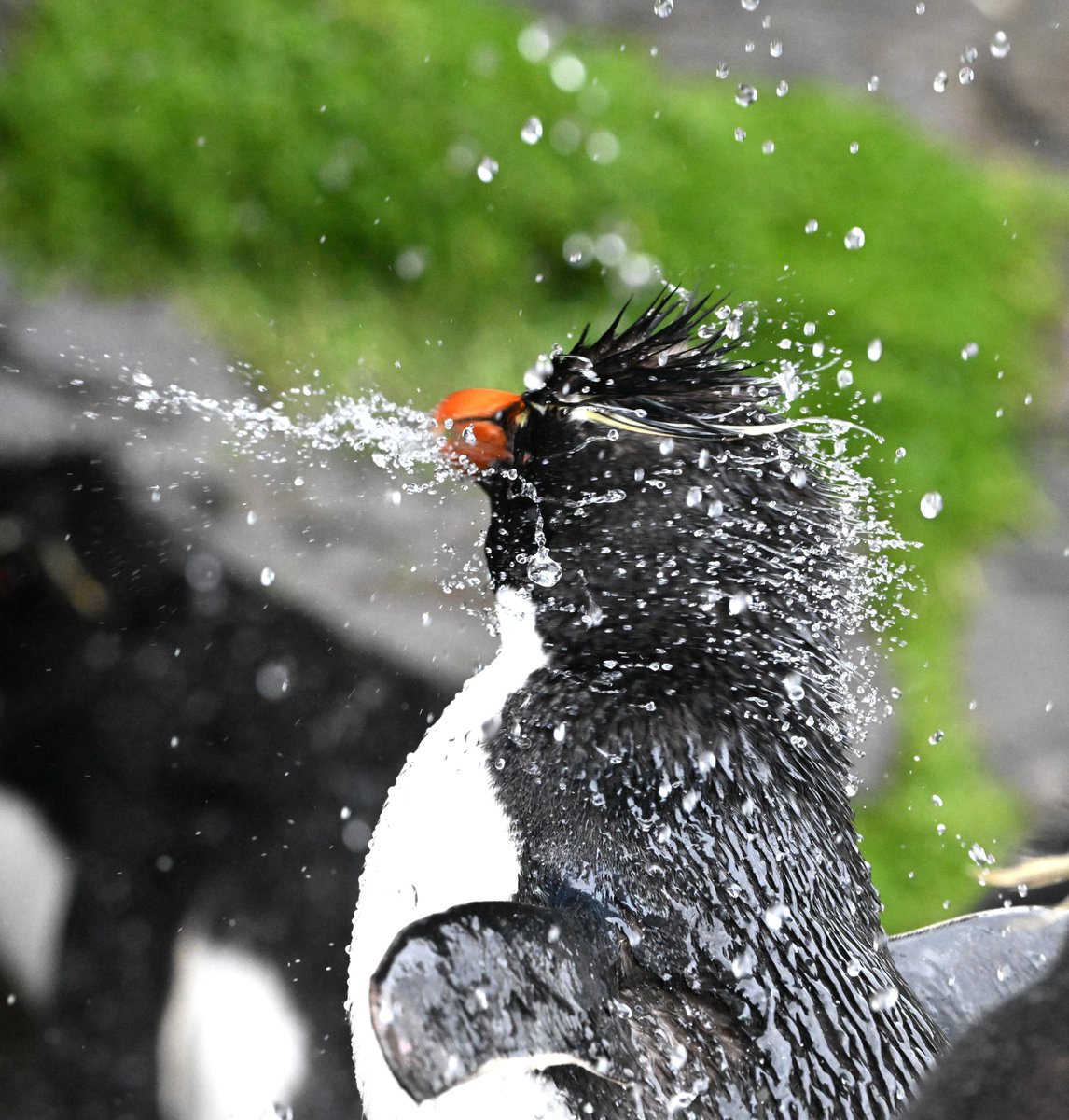 kelper60's tweet image. Quick shake to get rid of the excess water..
#powershower #saunders #falklandislands #NaturePhotography #wildlifephotography #rockhopper #penguins