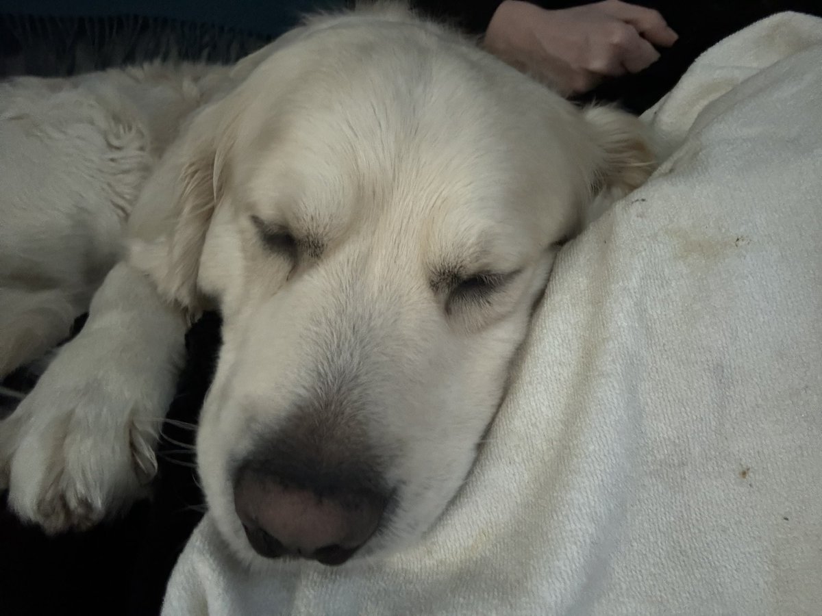 Alas it is Monday again harumph 😤 nothing else for it but to lie snoozing on mums legs til the circulation stops. She’s blah blahing about sore leg, excuse me trying to sleep here! 🤫 #goldenretrievers #dog #dogislove