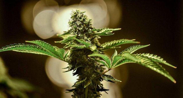 Die Cannabiskalkulation: letzte Hürde Bundesrat:  Berlin – Nach dem Bundestagsbeschluss für eine kontrollierte Freigabe von Cannabis richten sich die Blicke auf die letzte Hürde im Bundesrat. Der Präsident der Bundesärztekammer (BÄK), Klaus… dlvr.it/T3G5qY