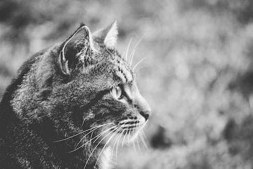 JULIXIA's tweet photo. Cats are the ultimate narcissists. You can tell this because of all the time they spend on personal grooming https://t.co/7eads8PNhX
