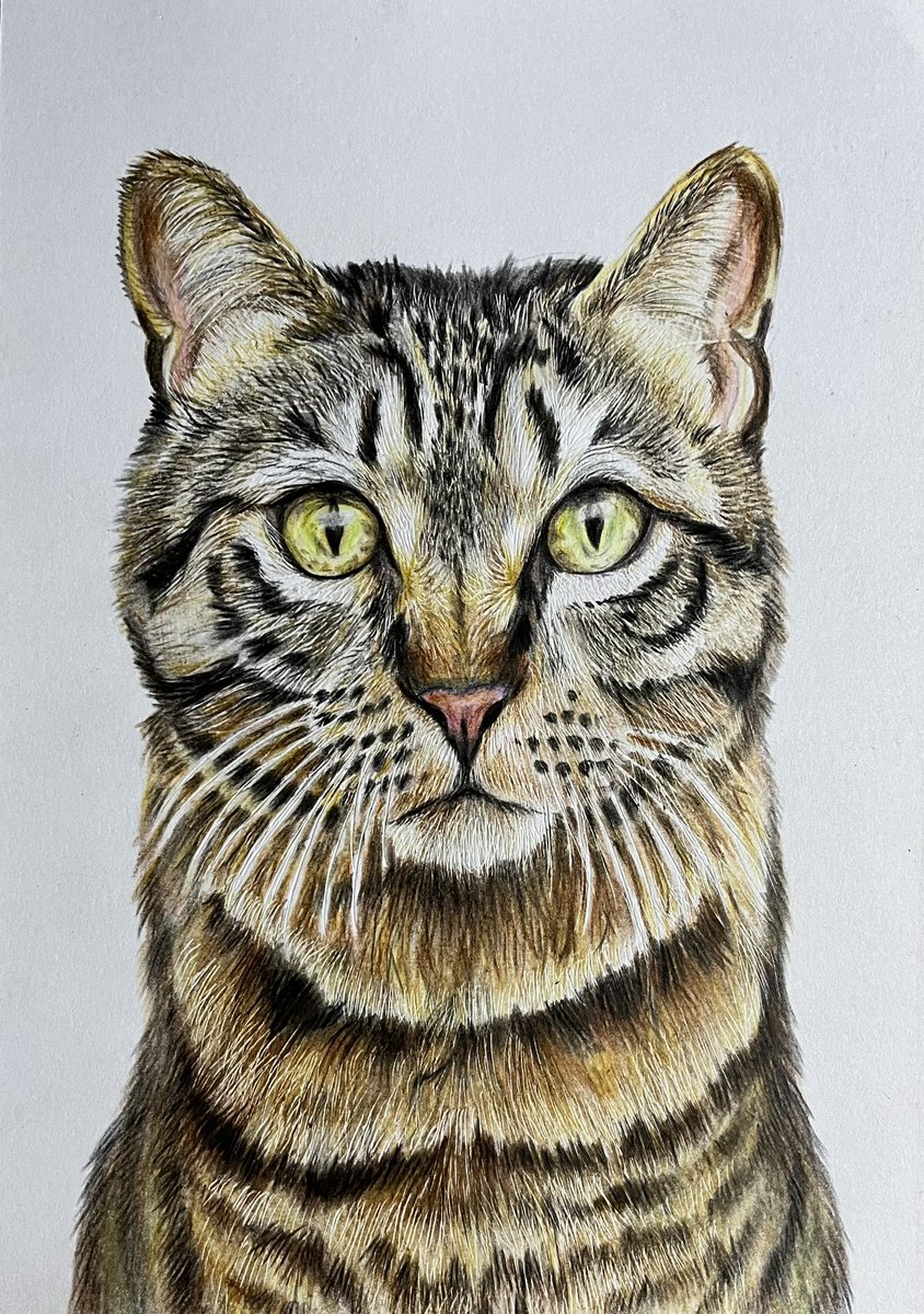 色鉛筆を使い、猫を描きました。 #絵描きさんと繋がりたい　#芸術同盟 #アナログ画　#色鉛筆画　#動物画　#art #色鉛筆　#colorpencil #猫