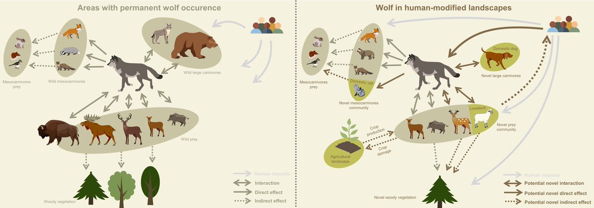 New paper from our institute 📢 Kuijper et al. bring the ecology of the #wolf into a #European perspective 🐺🇪🇺 and argue that human-modified #ecosystems create novel functional roles of wolves. @JAppliedEcology @tomdiserens @EliseSaySallaz @Kathahara doi.org/10.1111/1365-2…