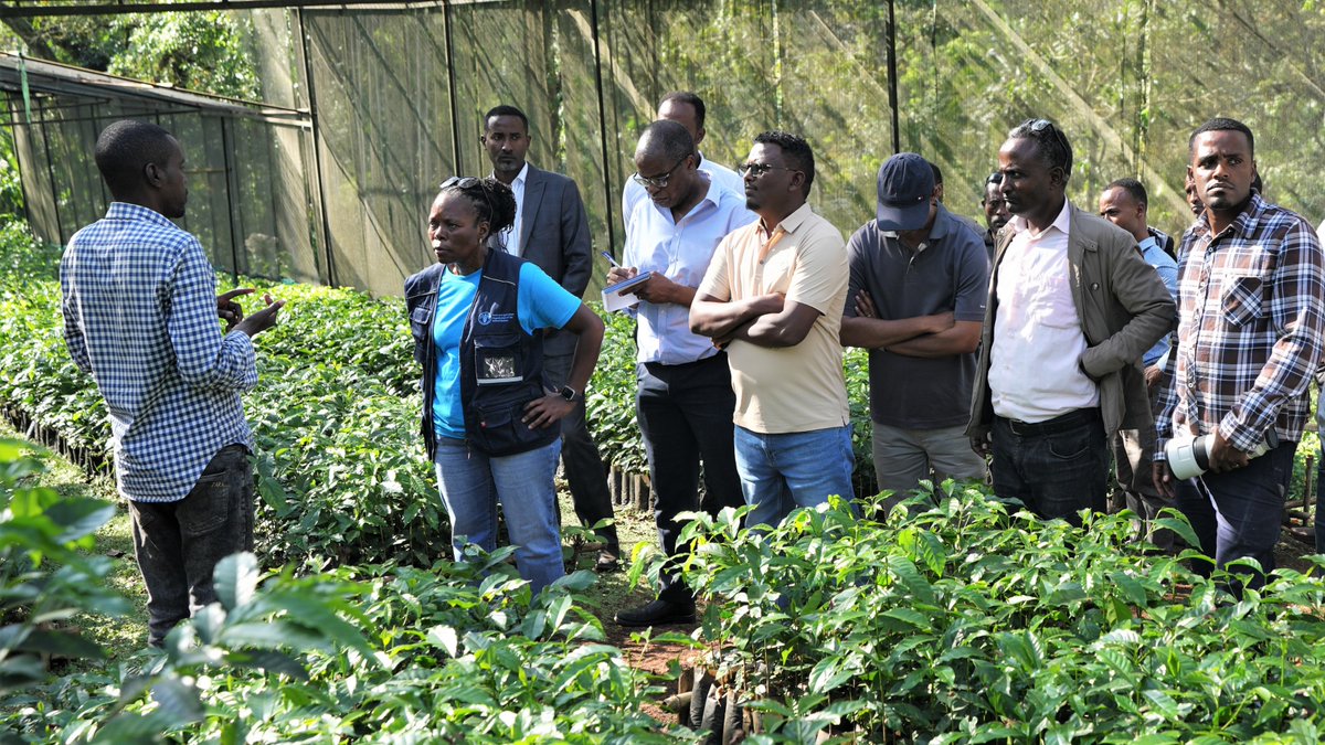 FAOEthiopia's tweet photo. With the aim of broadening its outreach to communities in SW #Ethiopia, @FAO has partnered with  @BongaUniversity &amp; embarked on capacity building for extension experts &amp; youth groups in establishing &amp; managing all-weather nurseries to produce vegetables &amp; coffee seedlings. https://t.co/OIrFbOHQ14