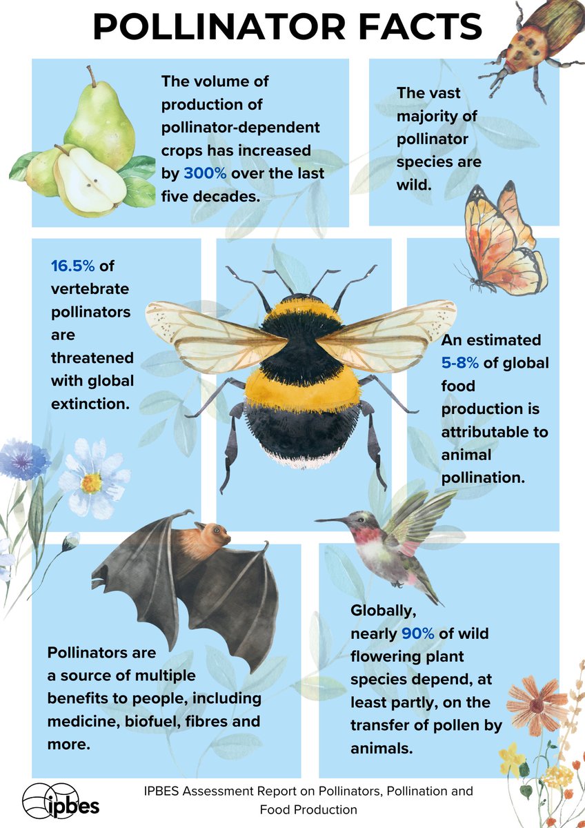 🐝 #Pollinators are responsible for much more than food crops. From biofuels to medicines, we rely on pollinators in much of our daily lives.

Check out a few facts about pollinators from the IPBES #PollinationAssessment ⬇
ipbes.net/assessment-rep…