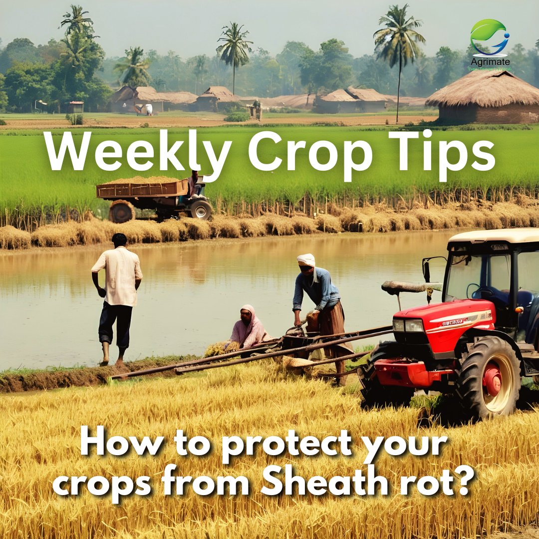 Ever heard of Sheath rot? Idea on how to mitigate this deadly fungus to protect your crops? Follow Agrimate to see the Weekly Crop Tip like this!

linktr.ee/agrimate?utm_s…