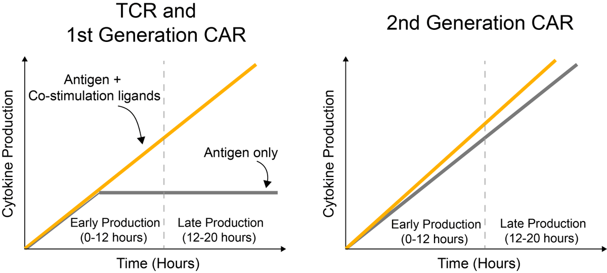 Our new work! Regulation of temporal cytokine production by co-stimulation receptors in TCR-T cells is lost in CAR-T cells biorxiv.org/content/10.110…