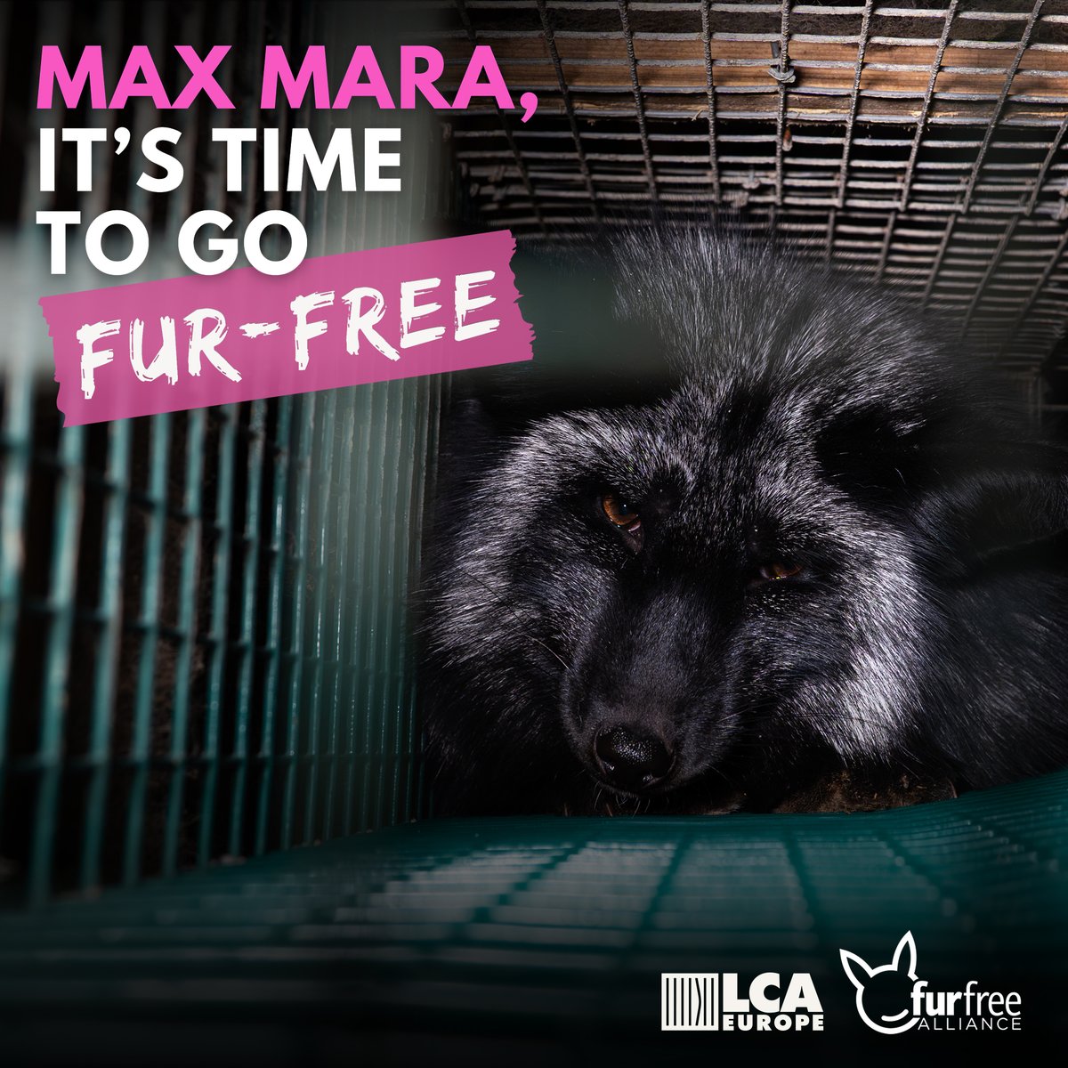 To make this happen, we need your help. Let’s raise our voices for a #FurFreeMaxMara! Together, we can make a difference! Tell @MaxMara to go #furfree, by joining the #FurFreeMaxMara Hashtag, and by replying to their latest posts.