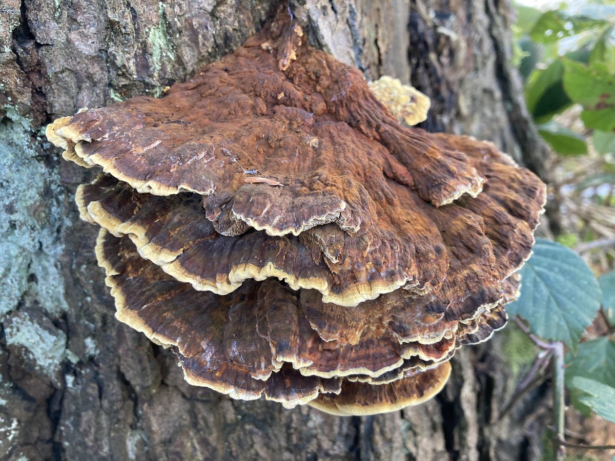 For #MushroomMonday, these were my best #Fungi finds over the weekend