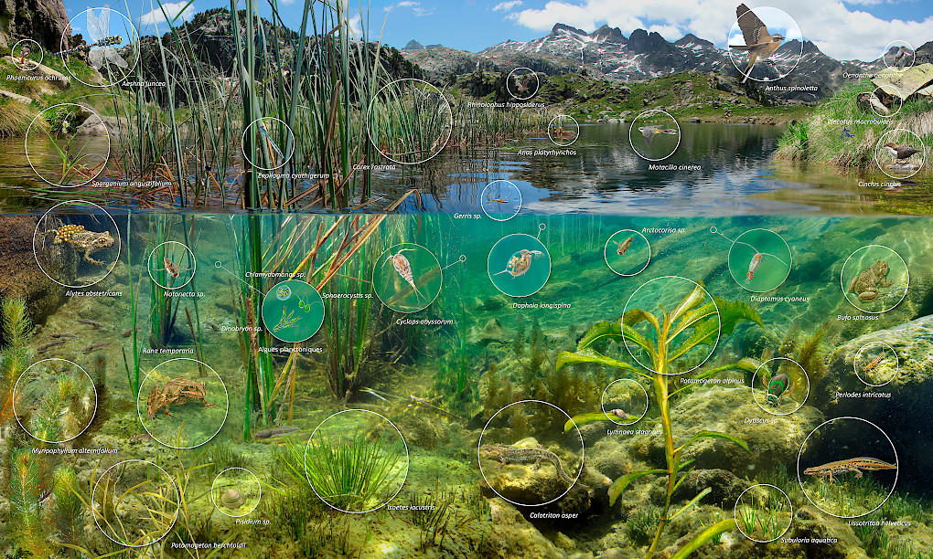 Imatge 😍 d'en <a href="/tonixllobet/">Toni Llobet - Natura il·lustrada</a> de la diversitat d'espècies que hi ha als estanys pirinencs 🐸🐛🦗🐦🌱

Sabieu que des del projecte #LIFERESQUEALPYR es treballa per recuperar la flora i fauna de diferents hàbitats aquàtics d'alta muntanya? 🙌

🔗liferesquealpyr.eu