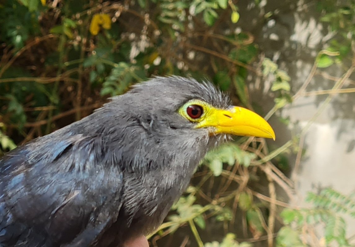 Blue Yellowbill, Ceuthmochares aereus, a species we never anticipated catching at a Kartong. A rare forest-dwelling species caught in coastal dune scrub this morning.